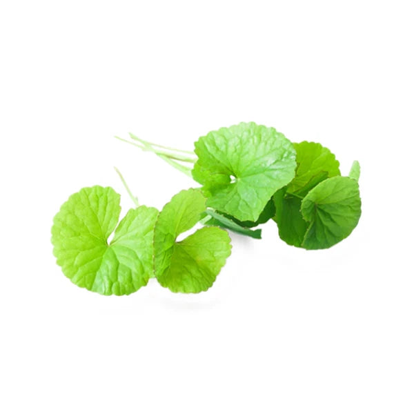 Organic Centella Asiatica Herbal Tea - 100% Pure Premium Quality! 25 - 125 Bag
