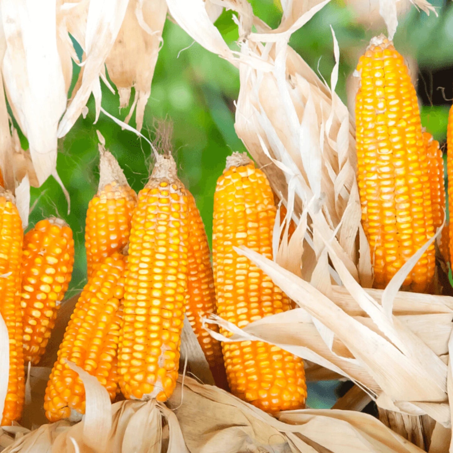 Organic Yellow Popcorn – Non-GMO, Whole, Vegan - 100% Natural Premium Quality! - 100g